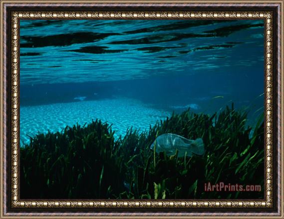 Raymond Gehman A Blue Tilapia Fish Swims Through The Clear Water Framed Painting