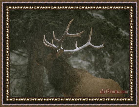 Raymond Gehman A Bull Elk in a Winter Storm Vermilion Lakes Banff National Park Framed Painting