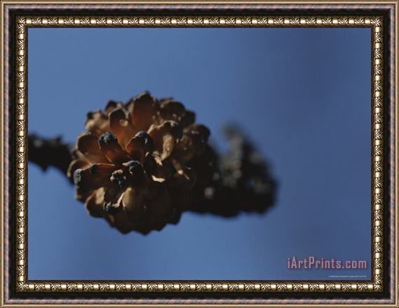 Raymond Gehman A Close View of a Lodgepole Pine Cone Burnt by a Forest Fire Framed Print