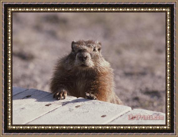 Raymond Gehman A Close View of a Yellow Bellied Marmot Yellowstone National Park Framed Painting