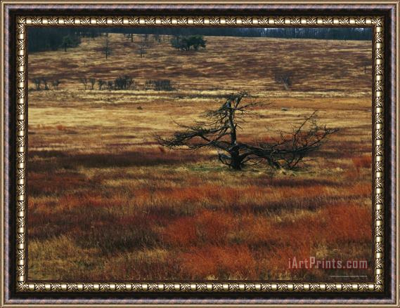 Raymond Gehman A Dead Tree And Sedges in a Meadow Framed Painting