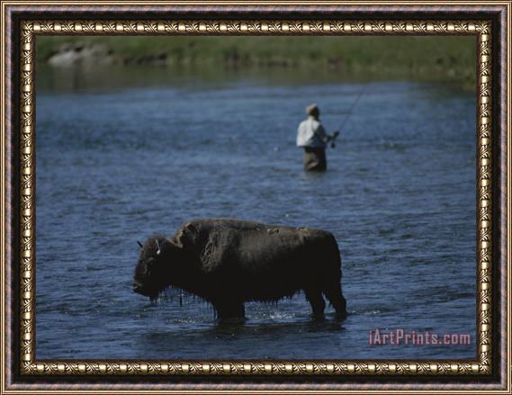 Raymond Gehman A Fisherman And Buffalo Share Water Space in The Yellowstone River Framed Print