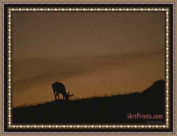 Raymond Gehman A Grazing Pronghorn Silhouetted Against The Evening Sky Framed Print