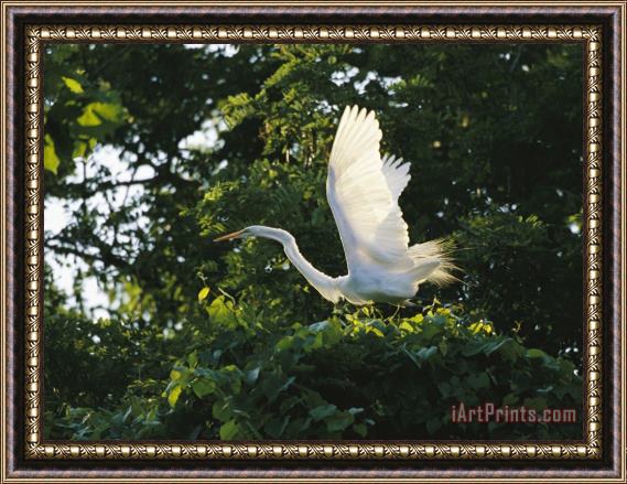 Raymond Gehman A Great Egret Spreads Its Wings in Its Vine Covered Nest Framed Print