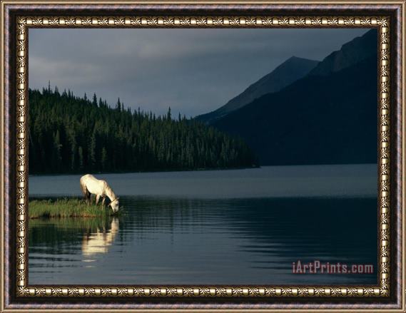 Raymond Gehman A Horse Drinks From a Lake Framed Painting