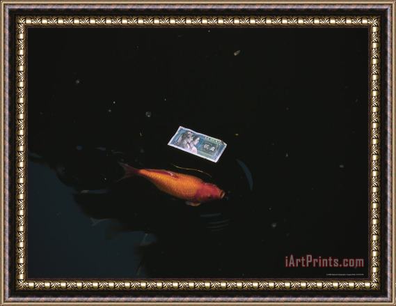 Raymond Gehman A Koi Fish And Chinese Currency in a Pond at The Temple of Heaven Framed Painting