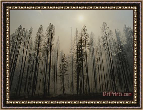 Raymond Gehman A Lodgepole Pine Forest Smoulders After a Fire Framed Print