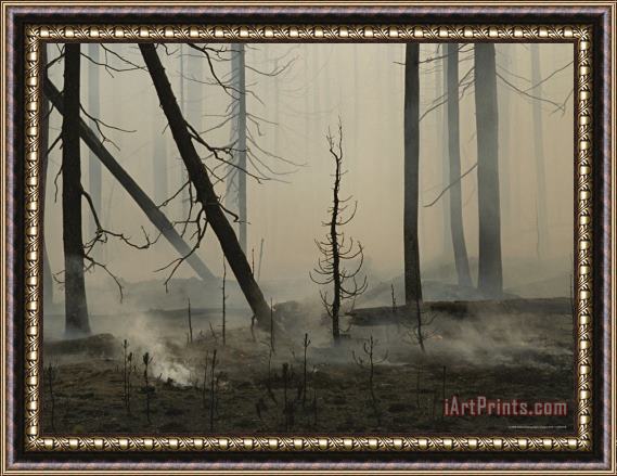Raymond Gehman A Lodgepole Pine Forest Smoulders Following a Fire Framed Print