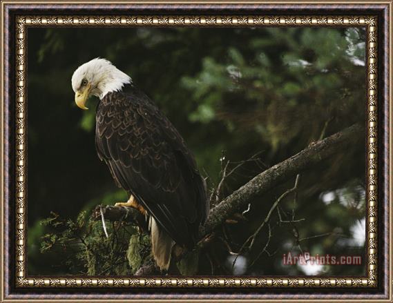 Raymond Gehman A Mature Bald Eagle Is Perched Atop a Tree Branch Framed Painting