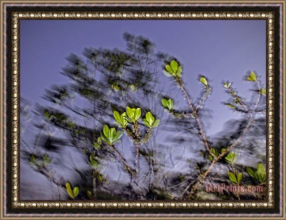 Raymond Gehman A Small Tree Is Illuminated at Twilight by The Camera's Flash Framed Print