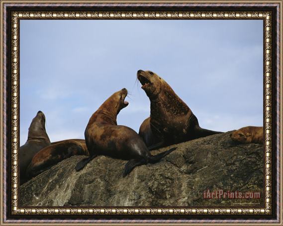 Raymond Gehman A Stellar Sea Lion Bull And Cow Communicate with One Another Framed Painting