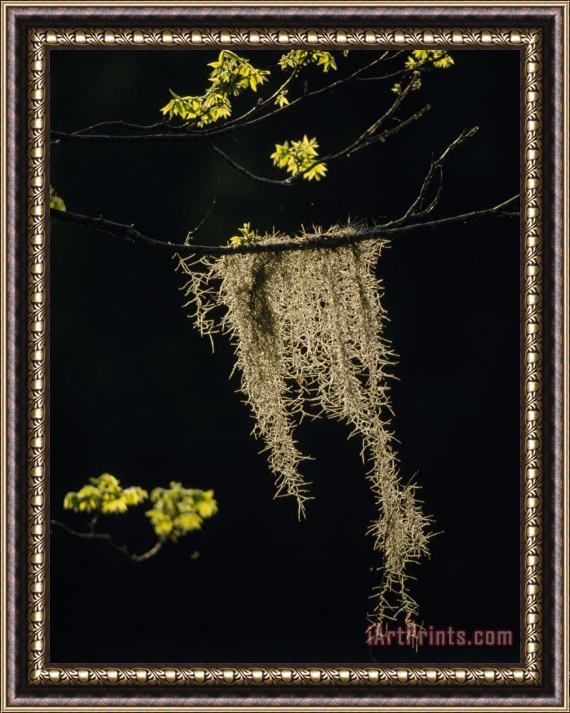 Raymond Gehman A Sugarberry Tree Buds Among Spanish Moss Brazos Bend State Park Southeastern Texas Framed Painting