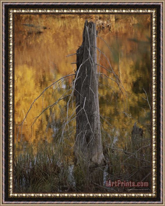 Raymond Gehman A Sunset Is Reflected in a Pond Along Lake Audy Road Framed Print