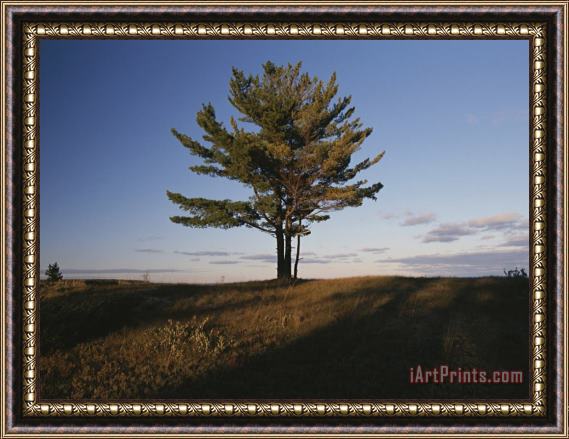 Raymond Gehman A Tree Stands Alone in The Twilight Framed Print