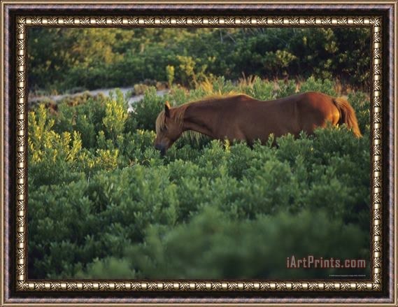 Raymond Gehman A Wild Pony in a Thicket of Brush Framed Print