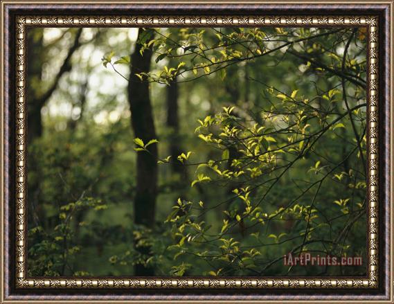 Raymond Gehman A Woodland View with American Holly Tree in Foreground Framed Print