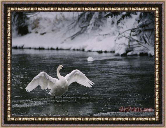 Raymond Gehman Adult Trumpeter Swans Lifting Its Wings on The Snow Banked Madison River Framed Painting