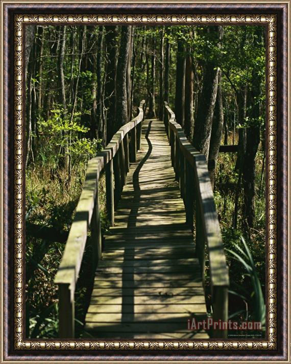 Raymond Gehman An Elevated Board Walkway Crosses a Marshy Spot in a Forest Framed Print