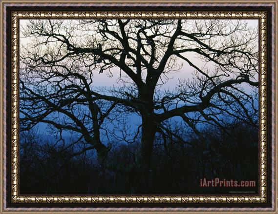 Raymond Gehman An Oak Tree in Silhouette in The Shenandoah Valley Framed Painting