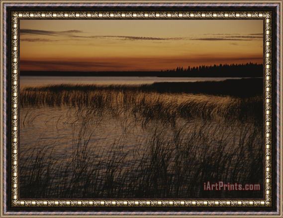 Raymond Gehman Aquatic Grasses And Trees Are Silhouetted at Twilight in This Lake Framed Print