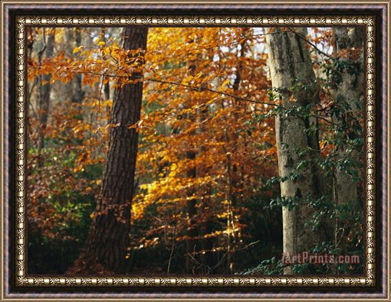 Raymond Gehman Autumn Colored Beech Trees Holly And Pine in Upland Hardwood Forest Framed Painting