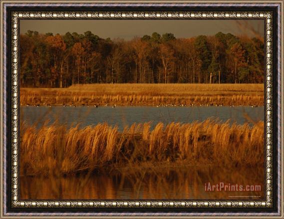 Raymond Gehman Autumn View of Canada Geese on a Freshwater Marsh at Twilight Framed Painting