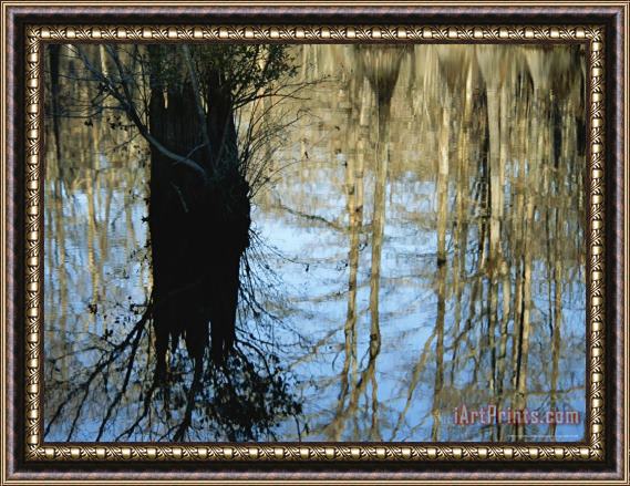 Raymond Gehman Bald Cypress Tree And Reflections in a Swampy Woodland Framed Print
