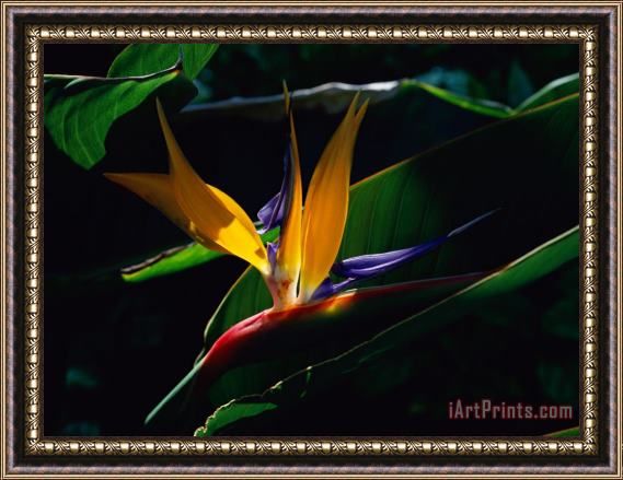 Raymond Gehman Bird of Paradise Flower Framed Print