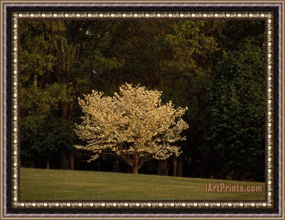 Raymond Gehman Blooming Dogwood Tree at The Edge of a Forest Framed Painting