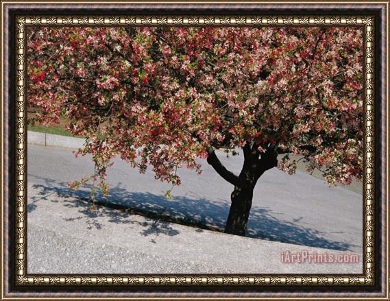 Raymond Gehman Blossoms on a Cherry Tree in Arlington Cemetery Framed Painting