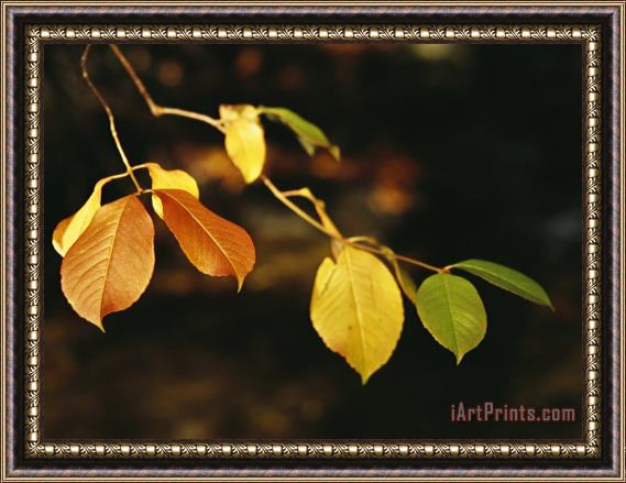 Raymond Gehman Branch of Sassafras Leaves in Fall Colors Framed Print