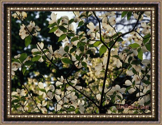 Raymond Gehman Branches of a Dogwood Tree in Bloom Framed Painting
