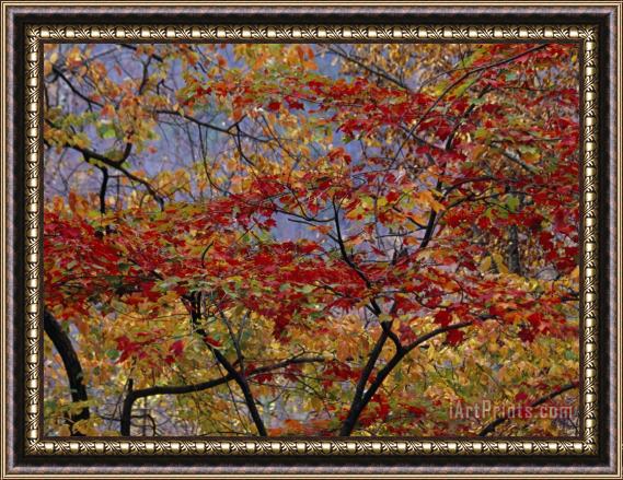 Raymond Gehman Branches of Red Maple Tree Weave a Colorful Fall Tapestry Framed Painting