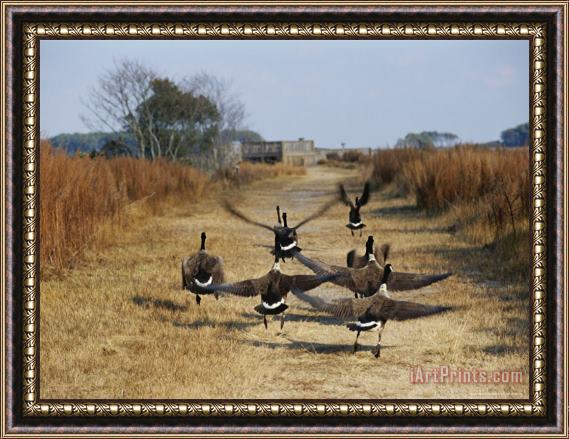 Raymond Gehman Canada Geese Take Flight Along The Fresh Water Marsh Trail Framed Painting