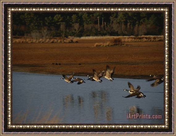 Raymond Gehman Canada Geese Take Flight Over a Marsh Framed Painting