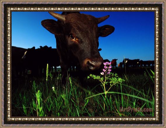 Raymond Gehman Cattle Enjoy Grazing on The Tall Grass Prairie Framed Print