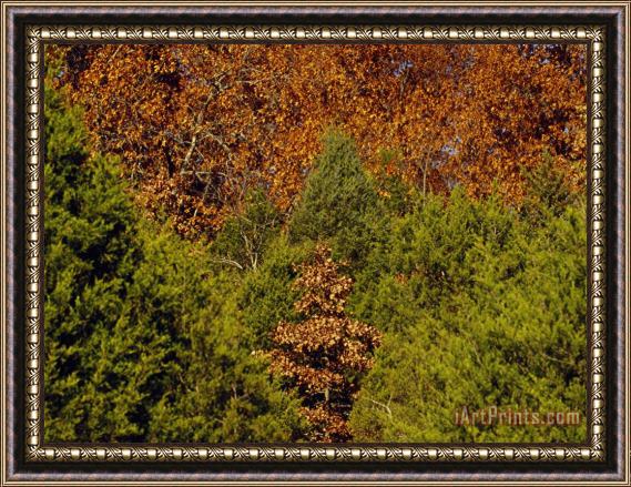 Raymond Gehman Cedar Trees in Lush Green And a Stand of Oaks in Autumn Hues Framed Painting