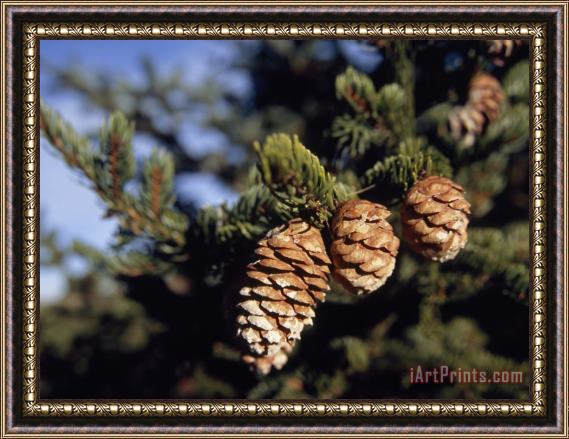 Raymond Gehman Close Up of Cones on a Spruce Tree Branch Framed Print