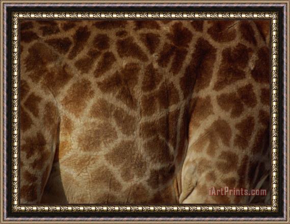 Raymond Gehman Close Up of The Patterns on a Giraffe Framed Print