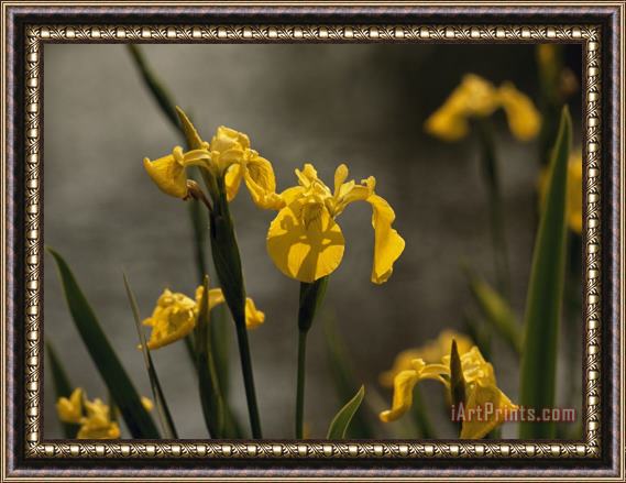 Raymond Gehman Close Up of Yellow Irises in Bloom Framed Painting