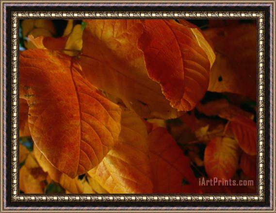 Raymond Gehman Close Up View of Autumn Leaves Framed Painting