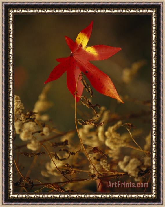 Raymond Gehman Close View of Sweet Gum Leaf And Dried Weeds in Autumn Hues Framed Print