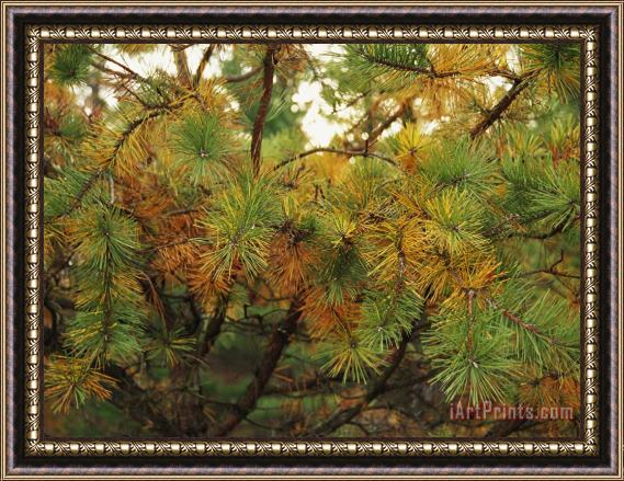 Raymond Gehman Close View of The Branches of a Pine Tree in The Fall Framed Painting