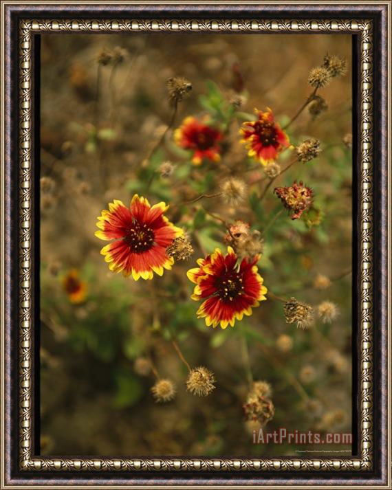 Raymond Gehman Clump of Fire Wheel Flowers in Bloom Framed Painting