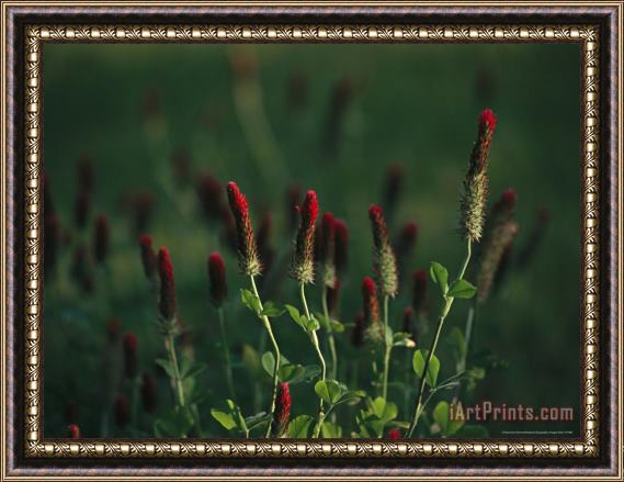 Raymond Gehman Cluster of Crimson Clover Blossoms Framed Painting
