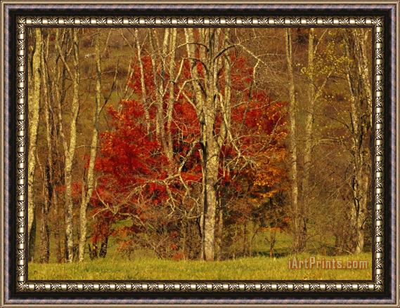 Raymond Gehman Colorful Maple Tree in Autumn Hues in The Tree Line at Field's Edge Framed Painting