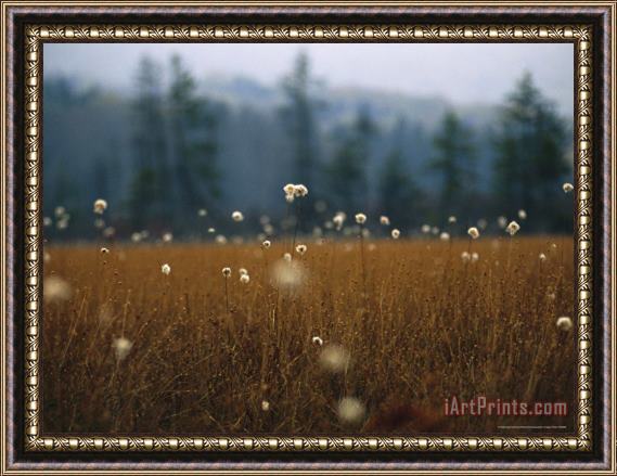 Raymond Gehman Cotton Grass Sedges And a Red Spruce Forest in a Bog Framed Painting