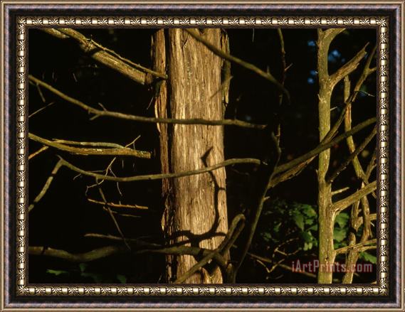 Raymond Gehman Dead Branches on an Old Cedar Tree in Warm Sunlight Framed Print