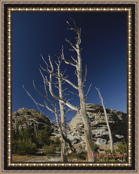 Raymond Gehman Dead Pine Trees From Old Forest Fire Popo Agie Wilderness Framed Print
