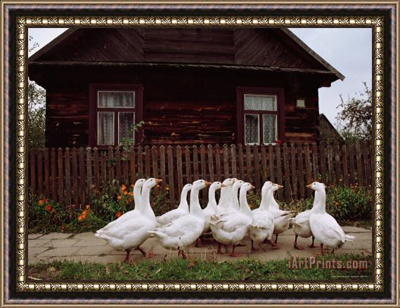 Raymond Gehman Domestic Geese on a Street in Bialowieza Framed Painting
